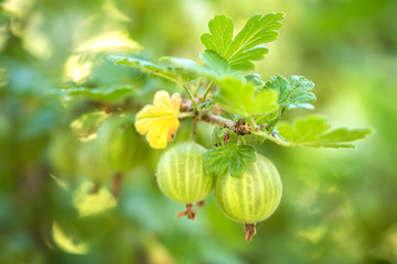 Closeup photo of gooseberries