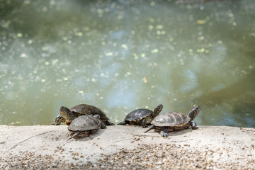Cute portrait of tortoise
