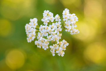 Closeup photo of a beauty white wildflower