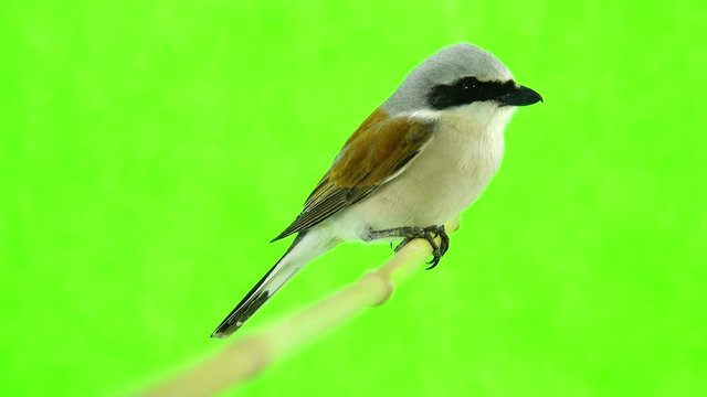 Red-backed Shrike (Lanius collurio) isolated on a green background  in studio shot