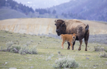 Red dog bison calf and mother on open sagebrush grassland © moosehenderson