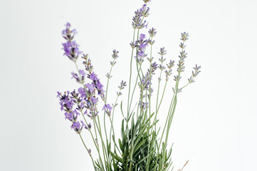  branch of lavender lies on a white background