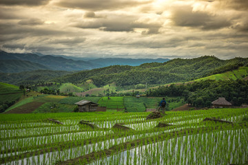 Fototapeta na wymiar Rice terraces,Rice field on the mountain,Natural retreats,The life of the hilltribe