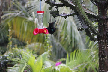 colibri guadeloupe