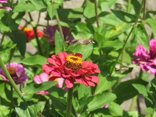 An insect on a flower