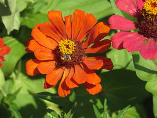 An insect on a flower