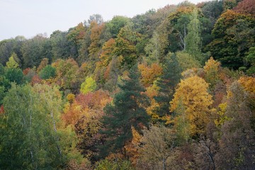 Obraz premium Colored trees on a hillside