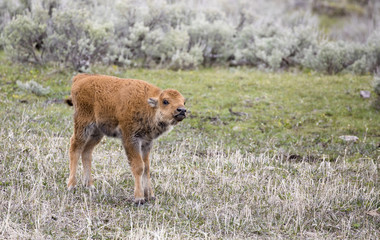 Young bison red dog calf with nose up