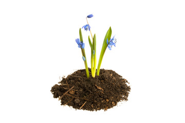 Flowers in the ground on a white background