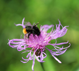 Red-tailed bumblebee (Bombus lapidarius)
