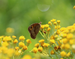 Obraz premium Brown meadow (Maniola jurtina) 