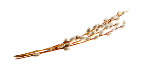 willow twigs on a white background © Bohdan