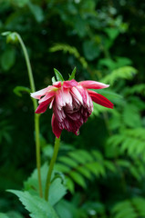 Obraz premium ダリア 雨上がり