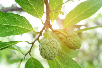 baby Custard apple on the branch,soft focus