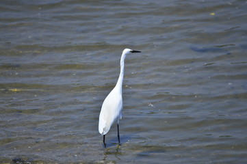 egrets