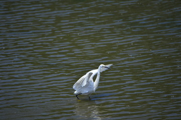 egrets