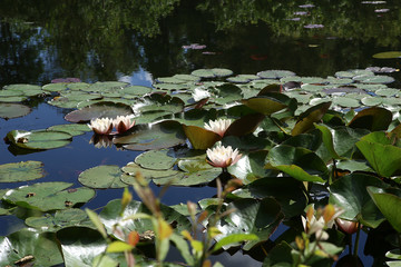 Water lilies in the water pond. Water lilies blossom and pads on water surface.