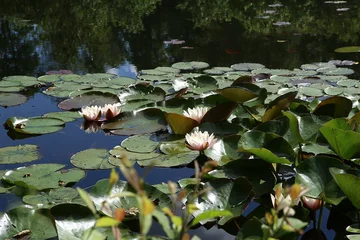 Photo sur Plexiglas Nénuphars Water lilies in the water pond. Water lilies blossom and pads on water surface.