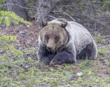 Young Grizzly Bear Lying With Paws Folded