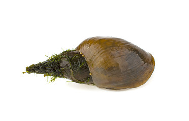 Snail on white background