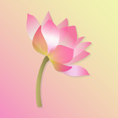 Pink blooming lotos flower