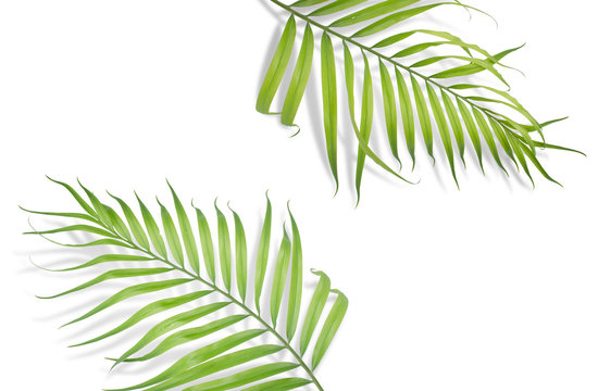 Tropical palm leaves on white background. Minimal nature. Summer Styled.  Flat lay.  Image is approximately 5500 x 3600 pixels in size