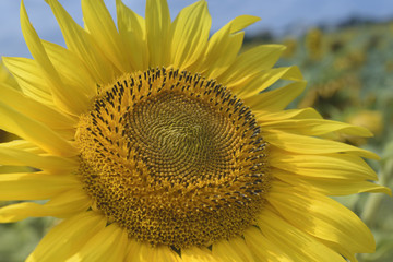 Naklejka premium Flower of sunflower