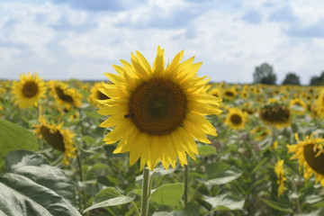 Fototapeta premium Field of sunflowers