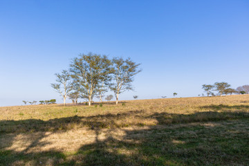 Trees Grass Field Landscape