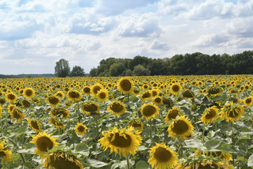 Field of sunflowers