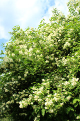 Jasmine bush