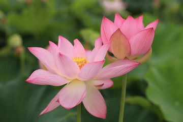 Obraz premium 藤原京の蓮の花