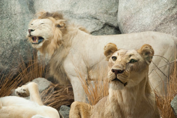 Obraz premium Big lion family