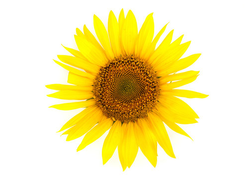 Sunflower against white background