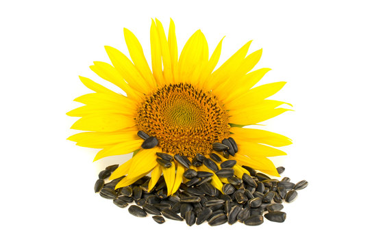 Sunflower and sunflower seeds on a white background