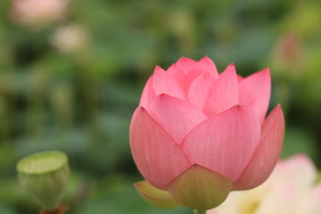 Fototapeta premium 藤原京の蓮の花