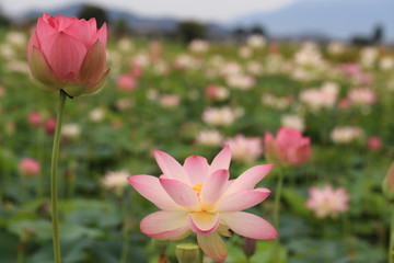 藤原京の蓮の花