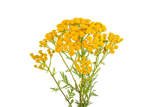 Flower grass tansy on a white background