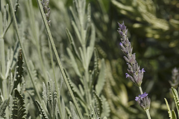 Lavender in summer, Colorful photo of lavender with green background, Selective focus with shallow depth of field