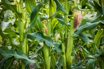 Growing Corn