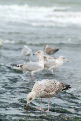 Gulls feeding on a pier