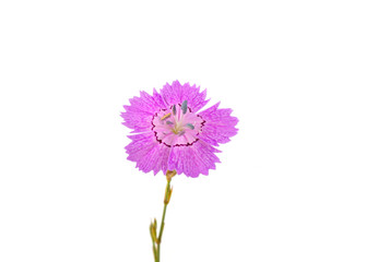Immortelle flower on a white background