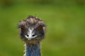Emu ostrich close-up head
