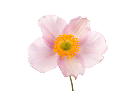 Anemone flower on white background