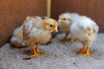 Yellow newborn chicken