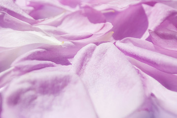 Rosenblüten Textur mit Textfreiraum, Valentinstag, Muttertag