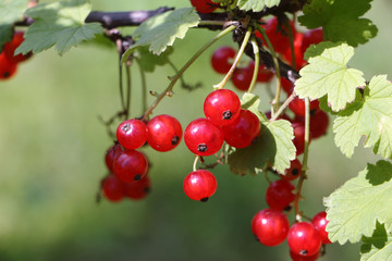 Berries of red currant on a branch in a garden