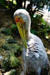 Yellow-billed Stork immattured