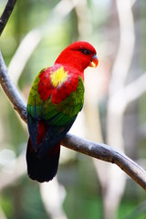 Wild parrot bird, red parrot great isolated on blurred and bokeh background