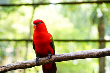 Wild parrot bird, red parrot great isolated on blurred and bokeh background